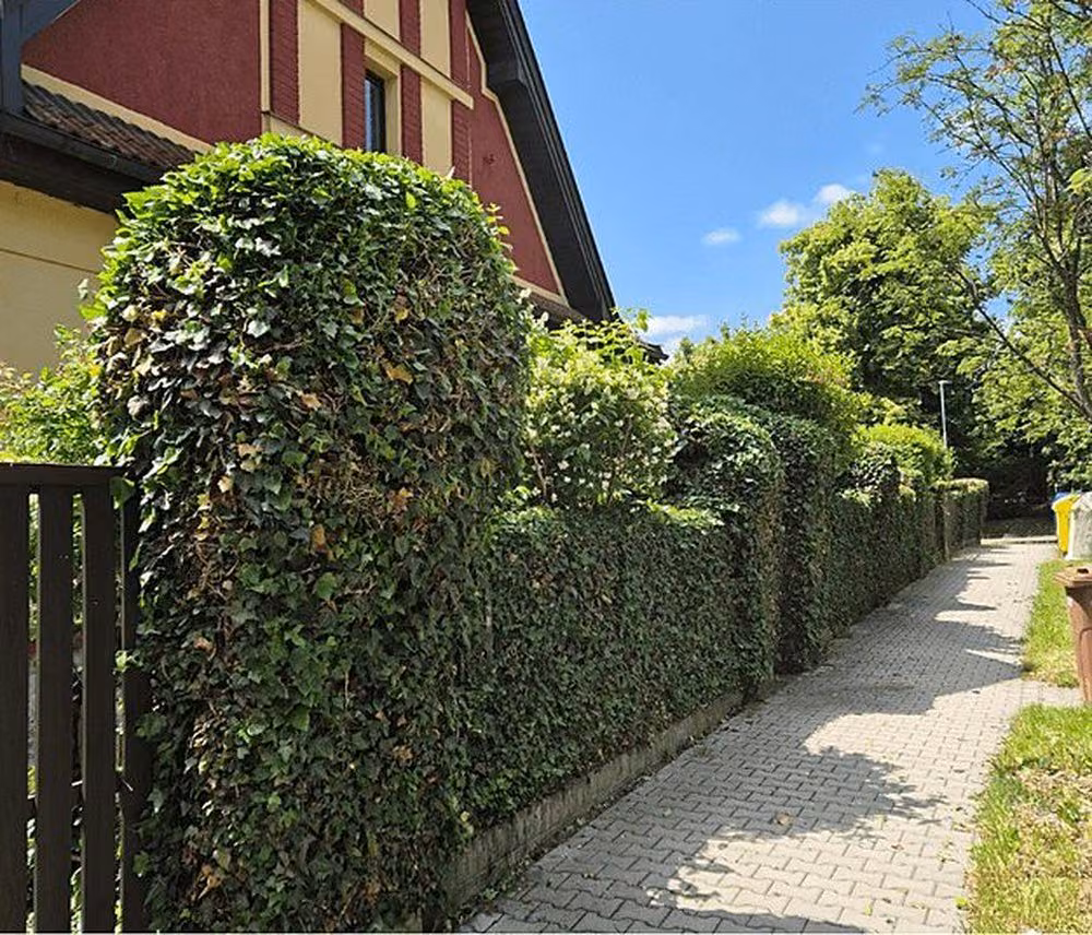 Tvarování přerostlého plotu, Nové Strašecí — výsledek po dokončení