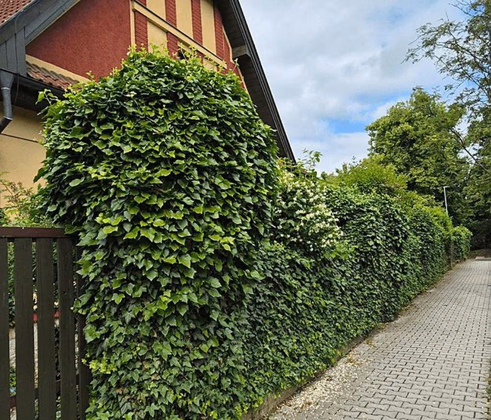 Tvarování přerostlého plotu, Nové Strašecí — stav před zásahem